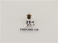 藏品(黑紋龜金花蟲)的圖片